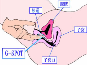 『Gスポット』とは・・・